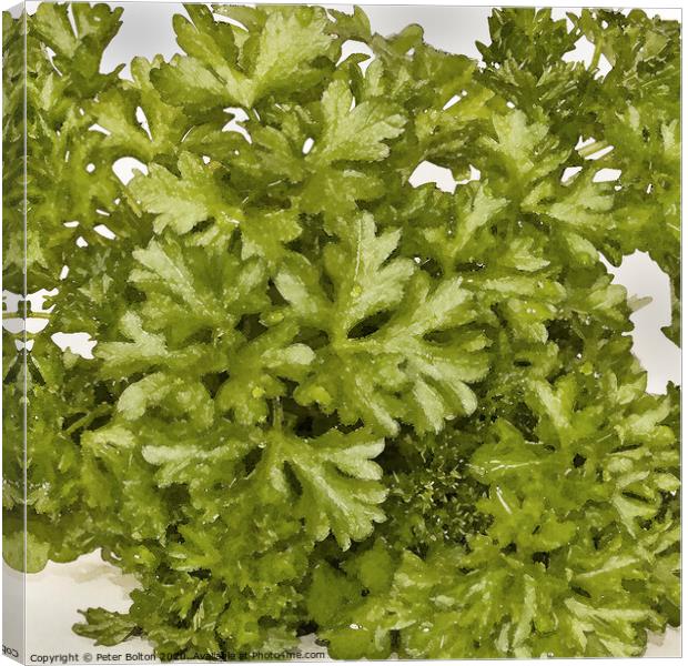 Abstract composition of herbs spread over a white background in a square format Canvas Print by Peter Bolton