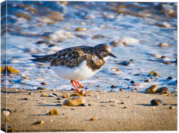 A Turnstone on the beach at The Garrison, Shoeburyness, Essex, UK. Canvas Print by Peter Bolton