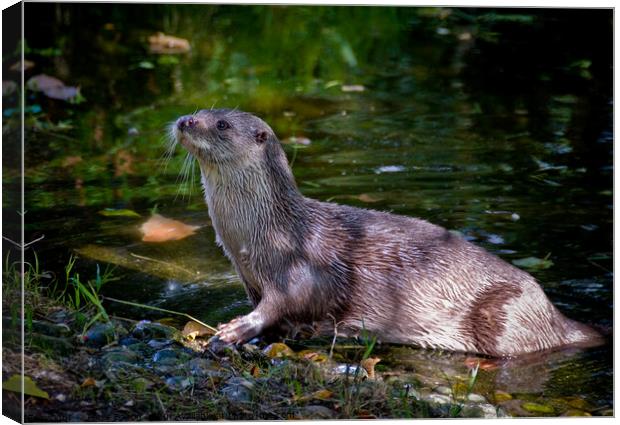 European Otter on a riverbank in South Devon, UK. Canvas Print by Peter Bolton