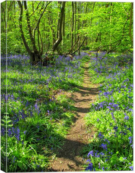 Bluebells at Norsey Woods, Billericay, Essex, UK. Canvas Print by Peter Bolton