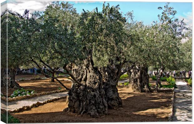 Ancient olive trees in the Garden Of Gethsemane in Jerusalem, Israel. Canvas Print by Peter Bolton