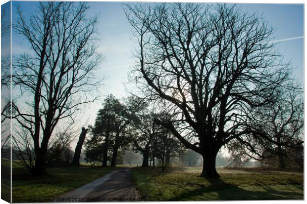 Early morning at Hylands Country Park, Chelmsford, Essex, UK. Canvas Print by Peter Bolton