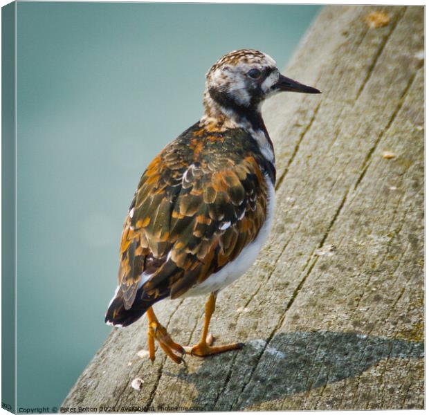 A Turnstone at Southend on Sea pier, Essex, UK. Canvas Print by Peter Bolton