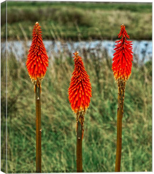 Red Hot Poker plant (Kniphofia uvaria) growing in the wild  Canvas Print by Peter Bolton