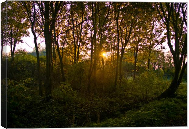 Evening sun shines through an English woodland. Shoeburyness, Essex. Canvas Print by Peter Bolton