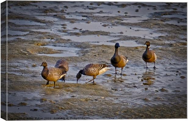 Dark Bellied Brent Geese on the foreshore at the Garrison, Shoeburyness, Essex, UK. Canvas Print by Peter Bolton