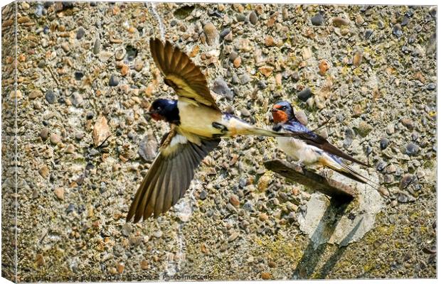 Swallow standing on a bracket on a wall while another takes flight at the Garrison, Shoeburyness, Essex. Canvas Print by Peter Bolton
