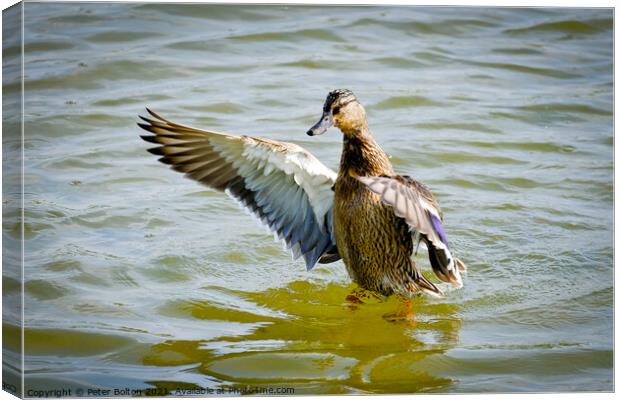 A mandarin duck lands on the lake at Gunners Park, Shoeburyness, Essex. Canvas Print by Peter Bolton