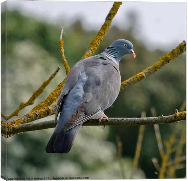 Wood Pigeon at Gunners Park Nature reserve, Shoeburyness, Essex, UK. Canvas Print by Peter Bolton