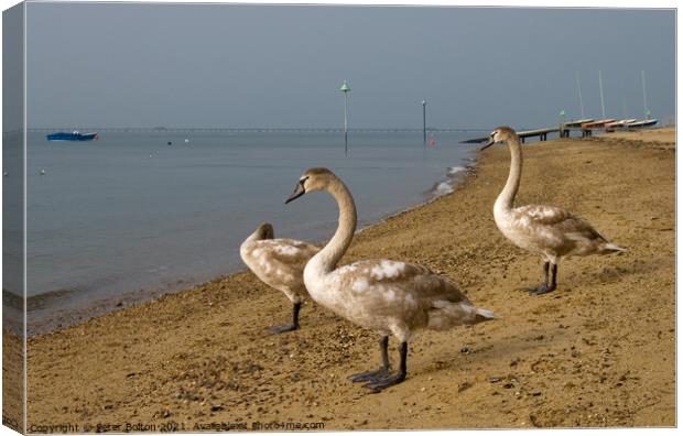 Mute Swan cygnets on the beach at Southend on Sea, Essex, UK. Canvas Print by Peter Bolton