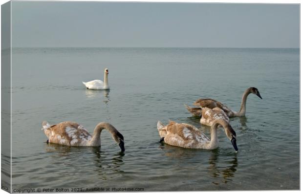 Mute Swan parent and cygnets in the sea at Southend on Sea, Essex, UK. Canvas Print by Peter Bolton