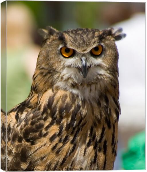 Portrait of an Eagle Owl. Canvas Print by Peter Bolton