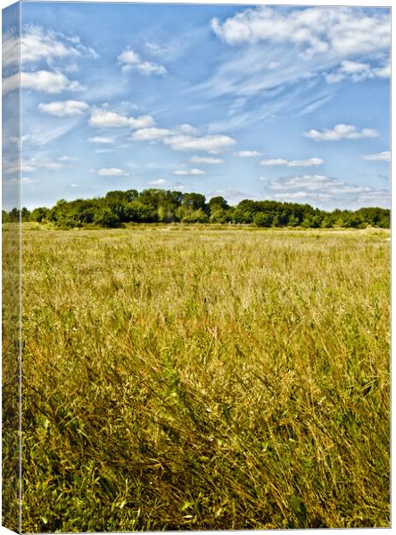 A field of hay at Bradwell, Essex, UK. Canvas Print by Peter Bolton