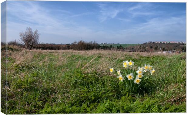 Daffodils at Two Tree Island, Essex, UK Canvas Print by Peter Bolton