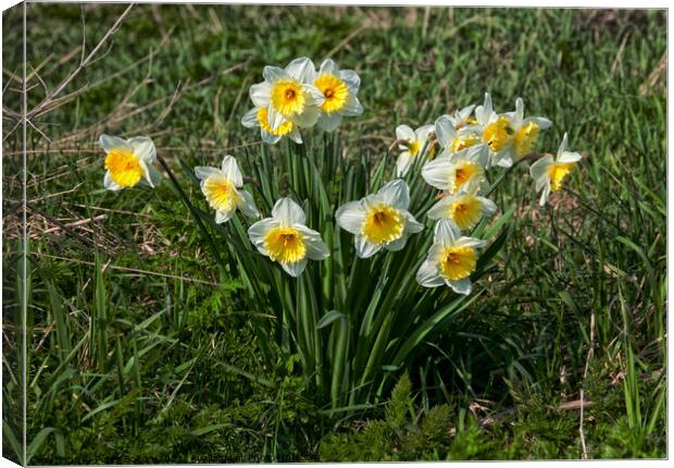 Daffodils at Two Tree Island, Essex, UK Canvas Print by Peter Bolton