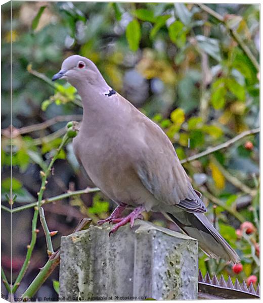 Collared Dove (Streptopelia decaocto). Canvas Print by Peter Bolton