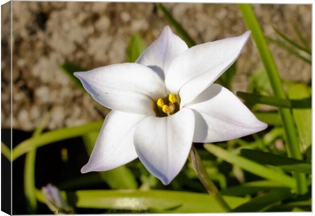 Flower 'Spring Starflower' (Tristagama uniflorum). Canvas Print by Peter Bolton