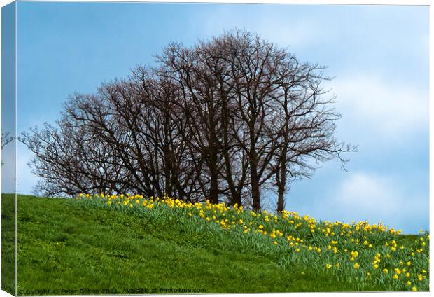 Spring daffodils on the cliffs at Southend on Sea, Essex. Canvas Print by Peter Bolton