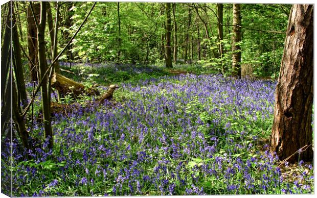 Bluebells at Norsey Wood, Billericay, Essex, UK. Canvas Print by Peter Bolton