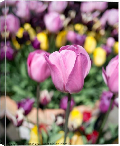 Tulips Canvas Print by Peter Bolton