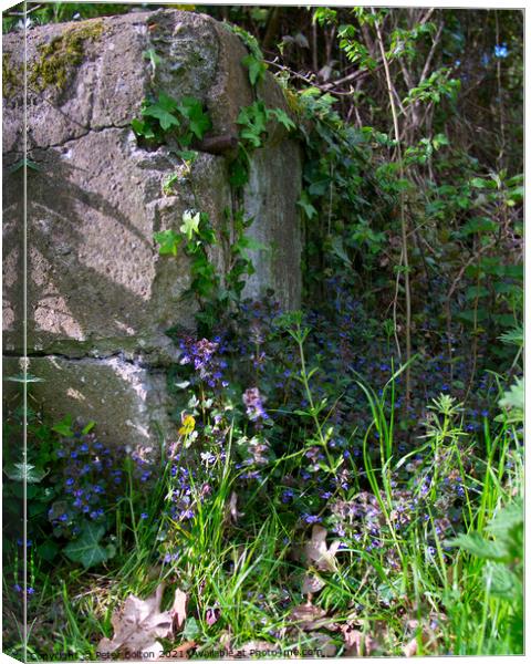 Corner of a rock garden with wild flowers and ivy growing up the rock. Canvas Print by Peter Bolton
