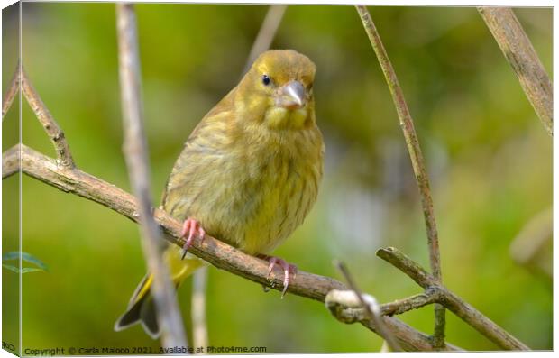 A Greenfinch Canvas Print by Carla Maloco