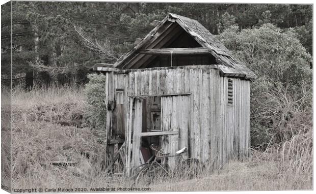 The Old Shed Canvas Print by Carla Maloco