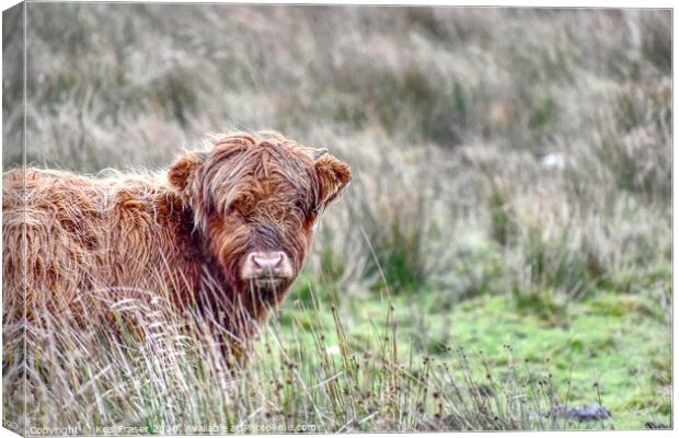 a cow standing on a lush green field Canvas Print by Kris Fraser