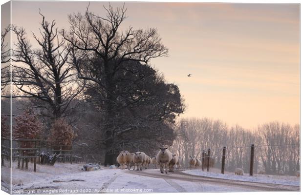 Sheep on the road though Fawsley Canvas Print by Angela Redrupp