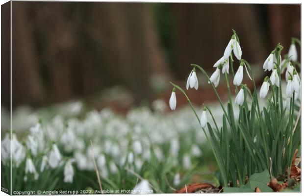 Snowdrops in woodland Canvas Print by Angela Redrupp