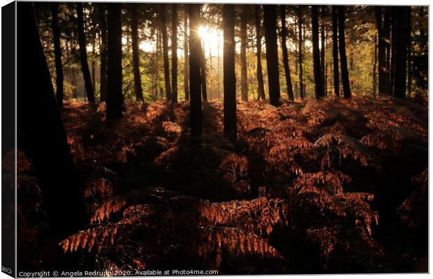 Woodland autumn sun Canvas Print by Angela Redrupp
