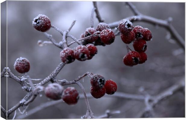 Frosty berries Canvas Print by Angela Redrupp