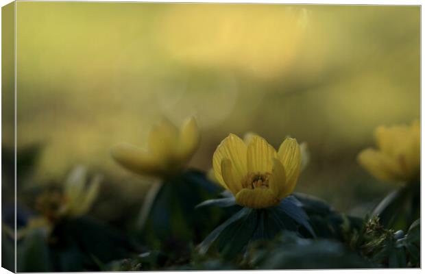 Aconites 2 Canvas Print by Angela Redrupp