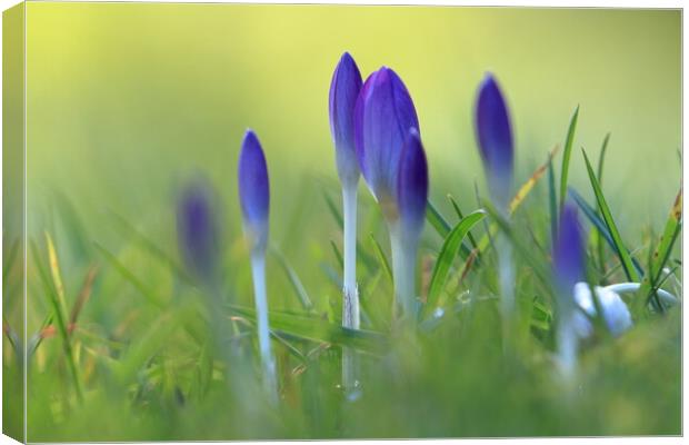 Crocus 2 Canvas Print by Angela Redrupp