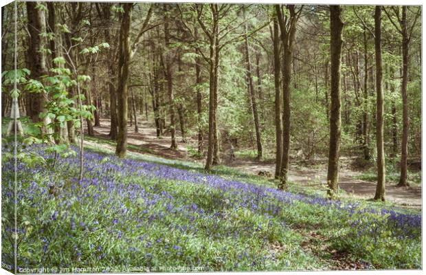 Portglenone Forest Canvas Print by jim Hamilton