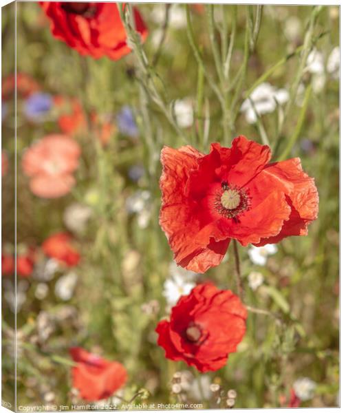 Poppies Canvas Print by jim Hamilton