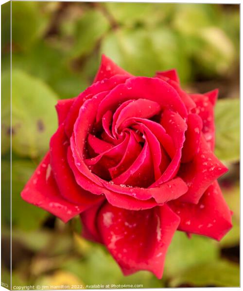 Red Rose Canvas Print by jim Hamilton