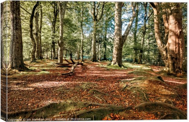Tollymore forest park, Northern Ireland Canvas Print by jim Hamilton
