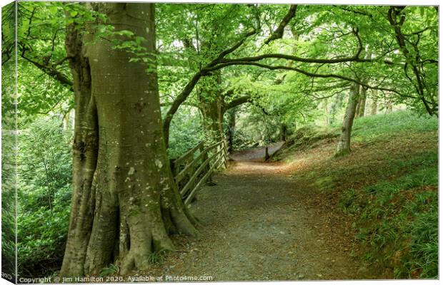 A walk in the Forest. Canvas Print by jim Hamilton