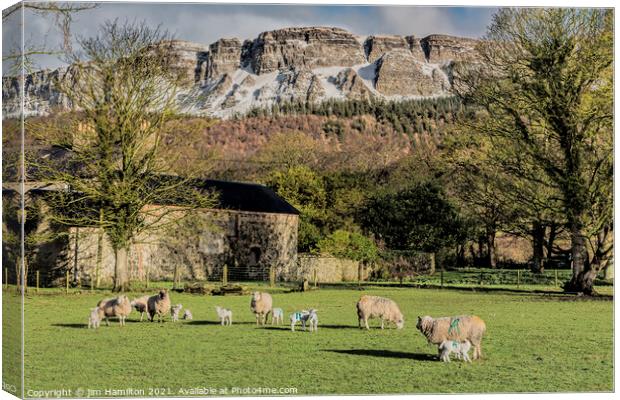 Lambing season Canvas Print by jim Hamilton