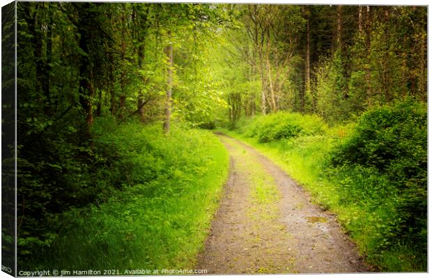 The Forest Path Canvas Print by jim Hamilton