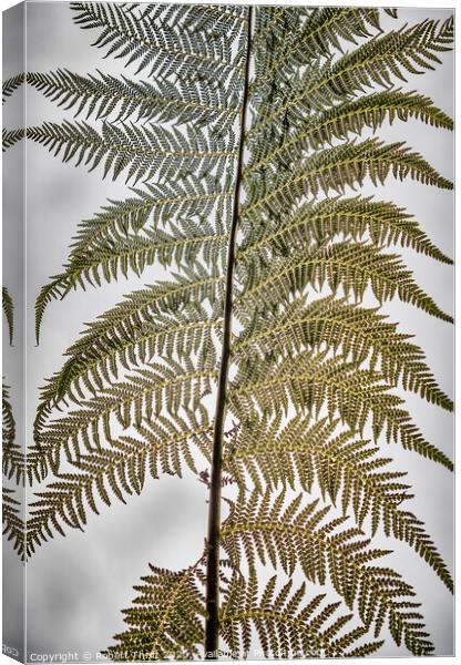 Tree fern frond Canvas Print by Robert Thrift