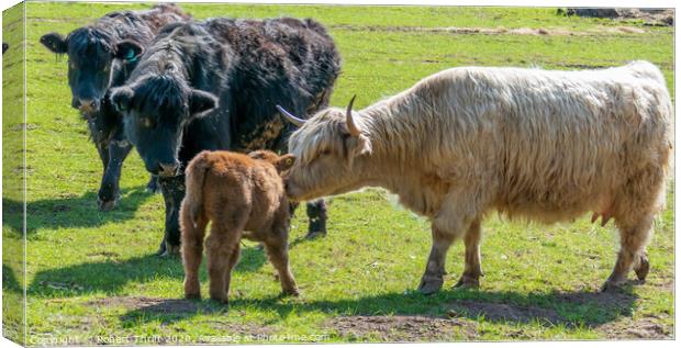 Highland cow and calf at Old Oaks farm Canvas Print by Robert Thrift