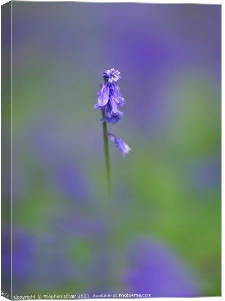 Lonely Bluebell Canvas Print by Stephen Oliver