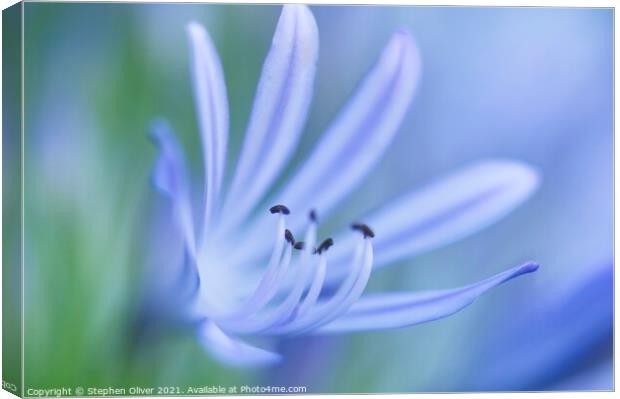 Agapanthus Art Canvas Print by Stephen Oliver