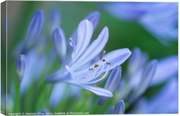Agapanthus flower Canvas Print by Stephen Oliver