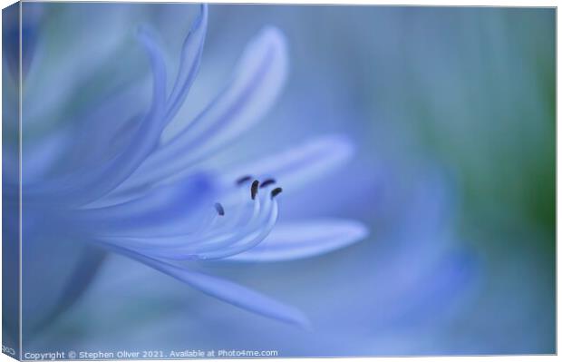 Soft Agapanthus flower Canvas Print by Stephen Oliver