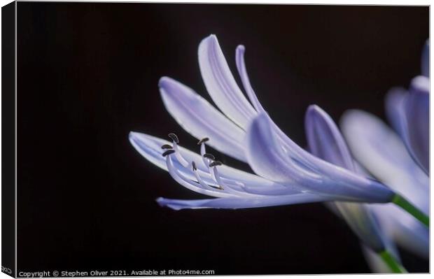 Abstract Agapanthus Canvas Print by Stephen Oliver