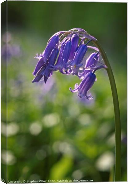 Bluebell Arch Canvas Print by Stephen Oliver