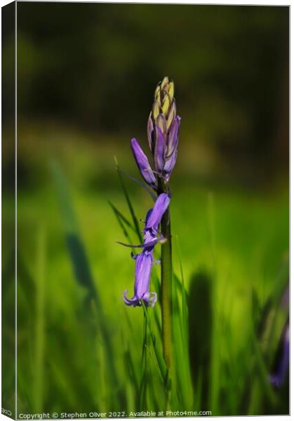 Budding Bluebell Canvas Print by Stephen Oliver